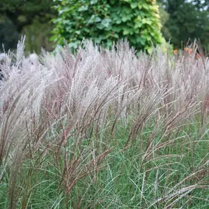 Kleine Silberspinne Chinese Silver Grass Miscanthus Sinensis Outdoor Plant 2L