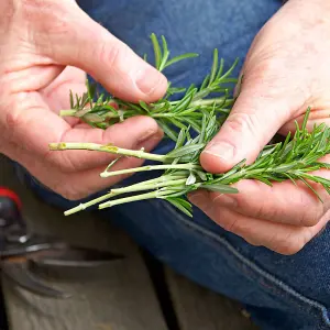 3 x Rosemary Herb Plants in 9cm Pots - Upright 'Miss Jessops'