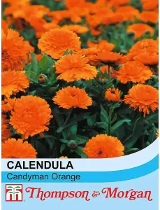 Calendula Candyman Orange 1 Packet (100 Seeds)