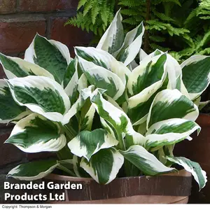 Hosta Patriot 3 Litre Potted Plant x 1