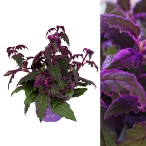 1 x Gynura aurantiaca Purple Passion Indoor Plant in 12cm Pot - Real Evergreen Trailing Houseplant Velvet Touch Foliage