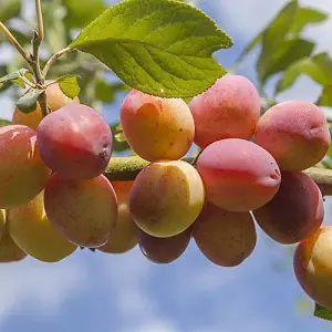 Victoria Plum Patio Fruit Tree in a 5L Pot 80-100cm Tall Grow Your Own Fruit Ready to Plant in Gardens