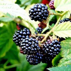 Blackberry Merton Thornless Fruit Rubus Fruiting Berry Bush Plant Bare Root