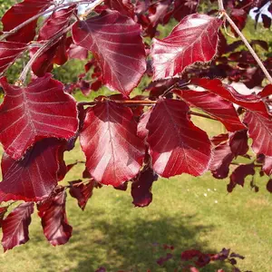 25 Copper Purple Beech 3-4ft Tall Hedging Trees, Stunning all Year Colour 90-120cm 3FATPIGS