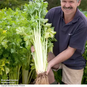 Celery Loretta 1 Seed Seed Packet (350 Seeds)