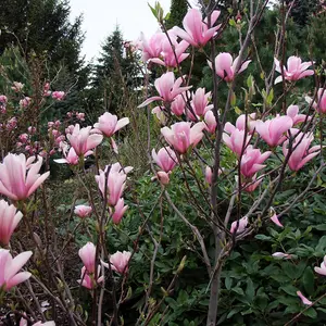 Magnolia Heaven Scent Tree - Scented Pink Flowers, Compact, Low Maintenance (5-6ft)