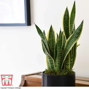 Sansevieria trifasciata var. laurentii - Snake Houseplant  x 1 (12cm Pot)