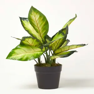 Homescapes Dieffenbachia Dumb Cane Plant in Pot, 50 cm Tall