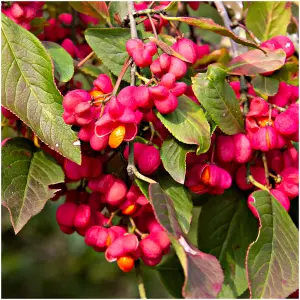 1 Spindle Tree 2-3ft, Euonymus Europaeus, 1L Pot  Pink Autumn Berries