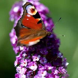 Buddleia Butterfly Bush Berries & Cream Florets in 9cm Pots Butterfly and Bee Magnet