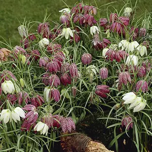 Fritillaria meleagris (Snakeshead Fritillary) bulbs pack of 30