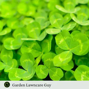 Micro Clover Seed for Lawn UK - 100% Small Leaf White Clover - Over Seeding or New Areas - 1kg Pack Covers 100-200m²