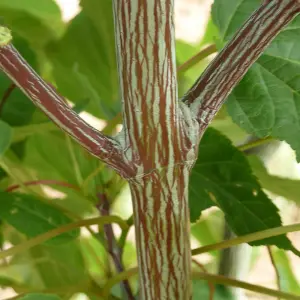 Acer Viper Tree - Distinctive Tree Bark, Compact Size, Hardy (5-6ft)