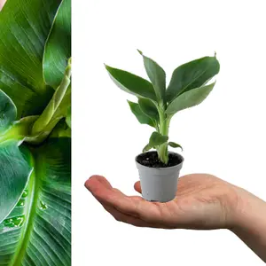 2 x Musa Acuminata Banana Plants - 15-20cm High inc Pot - Mini Indoor Plants