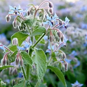 Herb Borage 1 Seed Packet (100 Seeds)