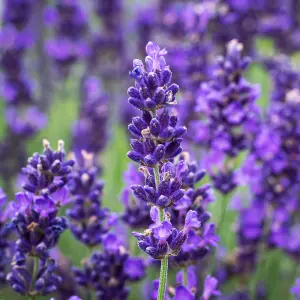 Lavender Hidcote Plant in 13cm Pot - Lavandula English Lavender Bush