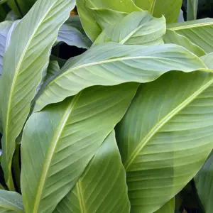 Musa basjoo (Japanese banana) Plant 30cm Tall