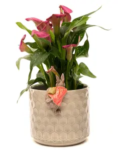 Beatrix Potter Flopsy Bunny Plant Pot Hanger - L11.5 x W6 x H6 cm