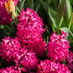 Hyacinth Red Bulb Trio in 12cm Pot - Three Easy to Grow Hyacinthus Bulbs Growing in Pot - Fragrant Indoor Flowering Plant