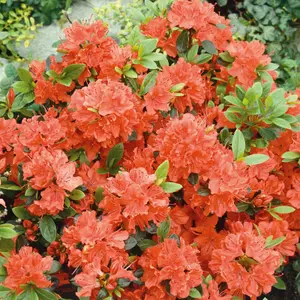 2 x Azalea Orange Beauty - Rare Evergreen Japanese Azaleas in 9cm Pots