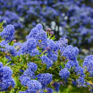 Ceanothus 'Blue Diamond' - 2 Plants - Californian Lilac Evergreen Shrub - Great for Hedging