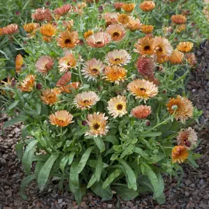 Calendula Orange Flash 1 Seed Packet (200 Seeds)