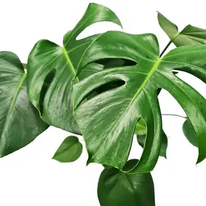 House Plant - Swiss Cheese Plant - 19 cm Pot size - 50-70 cm Tall - Monstera Deliciosa - Indoor Plant