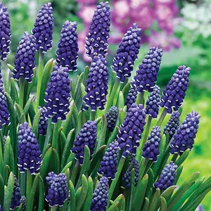 Carbeth Plants - 100 x Muscari Grape Hyacinth Night Eyes Spring Bulbs - Blue Spring Flowering Perennials - UK Hardy Low Maintenanc