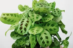 Maranta Leuconeura - Variegated Prayer Plant - 20-30cm In Height In a 12cm Pot