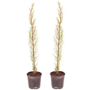 Cypressus sempervirens 14cm Pot