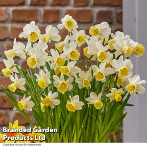 Daffodil Josina Elisabeth 10 Bulbs