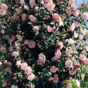 Camellia Bonomiana - Compact Evergreen Shrub, Beautiful Blooms (20-30cm Height Including Pot)