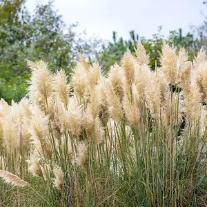 YouGarden Pampas Grass Collection, Set of Three Established Pampas Grass in 9cm Pots, Ready to Plant for Garden Displays, Pink and