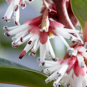 Sarcococca Hookeriana 'Winter Gem' Plant in a 4.6L Pot - Evergreen Christmas Sweetbox Plant