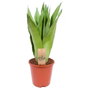 Sansevieria Moonshine in 12cm Pot - Stunning Green Foliage, Evergreen Houseplant Easy to Care For (30-40cm Height Including Pot)