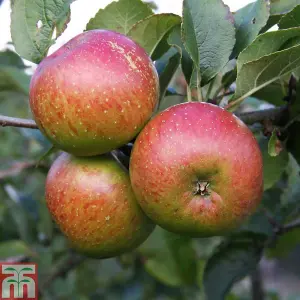 Apple (Malus) Lord Lambourne M26 1 Bare Root Tree