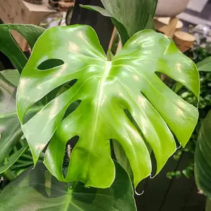 Monstera Deliciosa - Trendy and Lush Indoor Plant for Interior Spaces (50-60cm Height Including Pot)