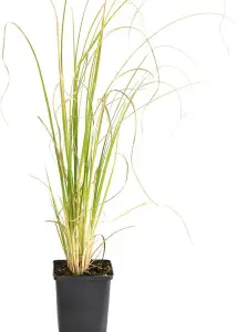 Cortaderia selloana White 11cm Potted Plant x 2