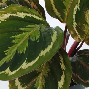 Calathea Medallion - Vibrant Foliage, Indoor Houseplant (12cm, 30-40cm)