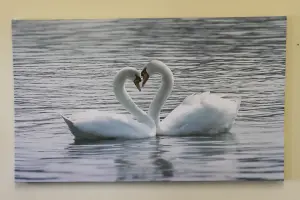 Large Swans Canvas Picture Print