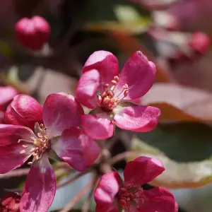 Malus Neville Copeman Tree - Crab Apple Tree, Pink-Purple Flowers, Tasty Fruit, Low Maintenance (5-6ft)