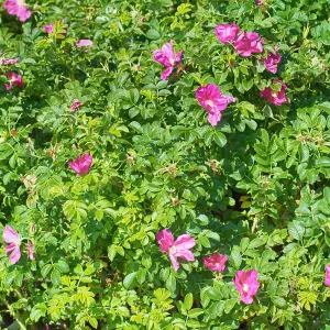 Hedge Ramanas Rose (Rosa rugosa) 1 Bare Root Plant