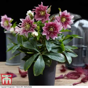 Helleborus orientalis Hello Amber 14cm Potted  Plant x 1