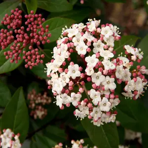 Viburnum Tinus 'Eve Price' in a 9cm Pot, Stunning Winter Flowering Shrub 3FATPIGS