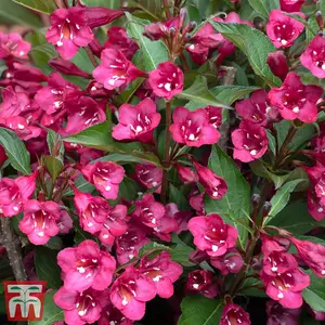 Weigela Towers of Flowers Cherry 9cm Potted Plant x 2