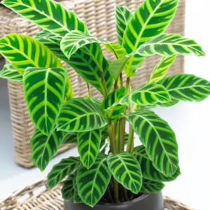 Calathea Zebrina - Exotic Foliage, Indoor Houseplant (12cm, 30-40cm)