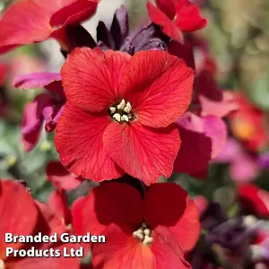 Erysimum Wallflower Colour Vibe Red 9cm Potted Plant x 1