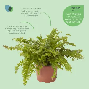 Verve Boston Fern in Terracotta Plastic Grow pot 12cm