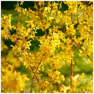 Forsythia intermedia 'Lynwood' In 2L Pot, Yellow Spring Flowers 3FATPIGS