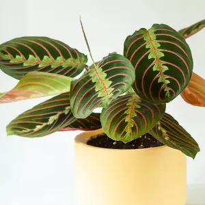 YouGarden Prayer Plant 'Maranta Tricolour', Established Houseplant in 12cm Pot, Ready to Plant and Display